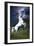 Dream Horses 045-Bob Langrish-Framed Premium Photographic Print