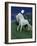 Dream Horses 047-Bob Langrish-Framed Photographic Print