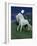 Dream Horses 047-Bob Langrish-Framed Photographic Print