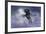 Dream Horses 056-Bob Langrish-Framed Photographic Print