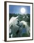 Dream Horses 066-Bob Langrish-Framed Photographic Print