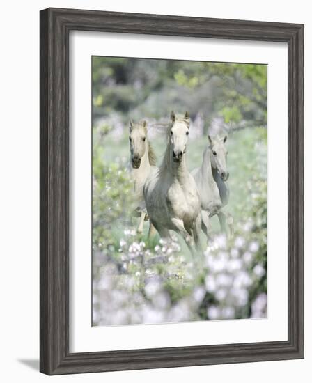 Dream Horses 074-Bob Langrish-Framed Photographic Print