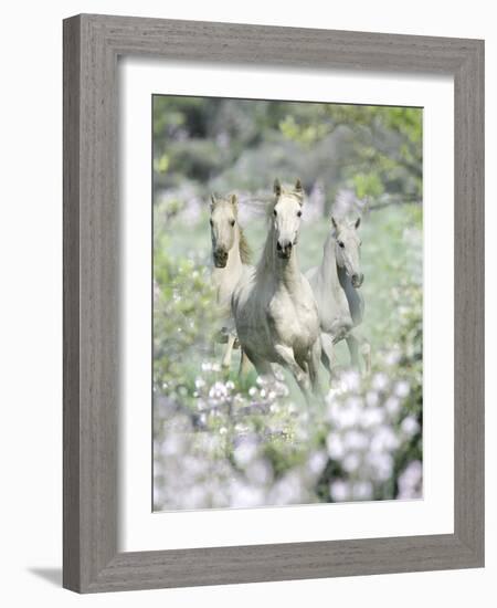 Dream Horses 074-Bob Langrish-Framed Photographic Print