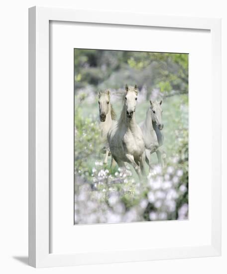 Dream Horses 074-Bob Langrish-Framed Photographic Print