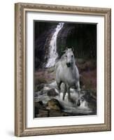 Dream Horses 084-Bob Langrish-Framed Photographic Print