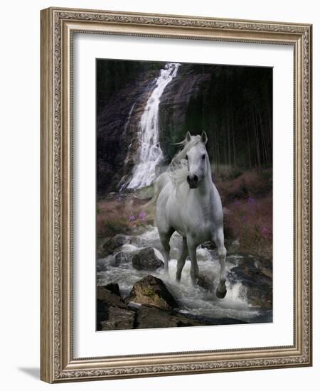 Dream Horses 084-Bob Langrish-Framed Photographic Print