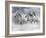 Dream Horses 087-Bob Langrish-Framed Photographic Print