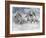 Dream Horses 087-Bob Langrish-Framed Photographic Print