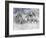 Dream Horses 087-Bob Langrish-Framed Photographic Print