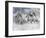 Dream Horses 087-Bob Langrish-Framed Photographic Print