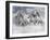 Dream Horses 087-Bob Langrish-Framed Photographic Print