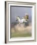 Dream Horses 088-Bob Langrish-Framed Photographic Print