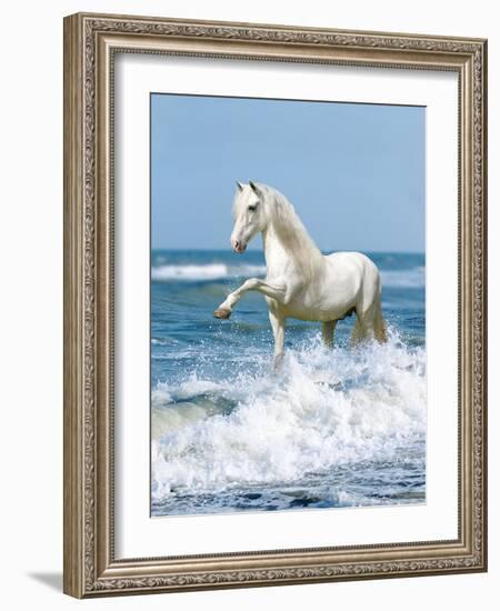 Dream Horses 097-Bob Langrish-Framed Photographic Print