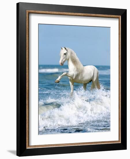 Dream Horses 097-Bob Langrish-Framed Photographic Print