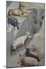 Dream of Joachim, Sheep-Giotto di Bondone-Mounted Art Print