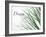 Dream: Reeds-Nicole Katano-Framed Photo