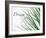 Dream: Reeds-Nicole Katano-Framed Photo