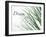 Dream: Reeds-Nicole Katano-Framed Photo