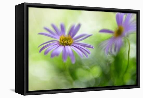 Dream Talk-Heidi Westum-Framed Premier Image Canvas