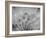 Dream-keren or-Framed Photographic Print