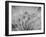 Dream-keren or-Framed Photographic Print