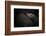 Dreamin'-Zdenek Vales-Framed Photographic Print