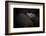 Dreamin'-Zdenek Vales-Framed Photographic Print