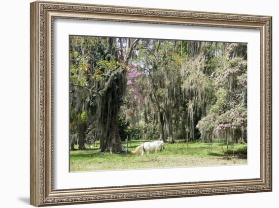 Dreamlike trees growing in the coffee region of Quindio UNESCO World Heritage Site, Colombia-Peter Groenendijk-Framed Photographic Print