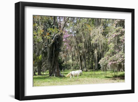 Dreamlike trees growing in the coffee region of Quindio UNESCO World Heritage Site, Colombia-Peter Groenendijk-Framed Photographic Print