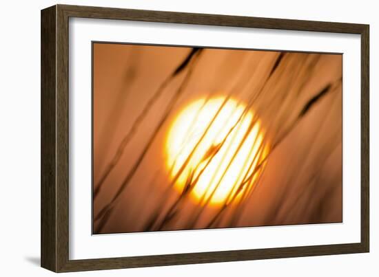 Dreams of the Sun-Adrian Campfield-Framed Giclee Print