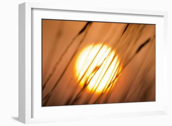 Dreams of the Sun-Adrian Campfield-Framed Giclee Print