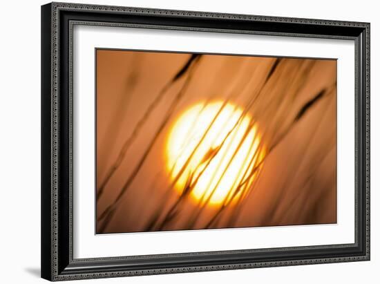 Dreams of the Sun-Adrian Campfield-Framed Giclee Print