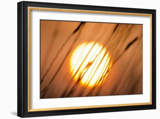 Dreams of the Sun-Adrian Campfield-Framed Giclee Print