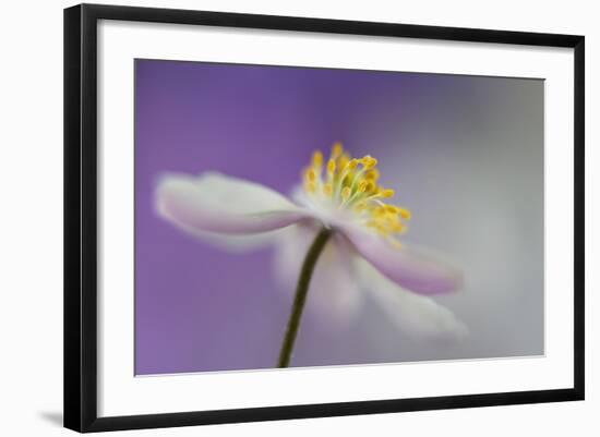 Dreamtime-Heidi Westum-Framed Photographic Print