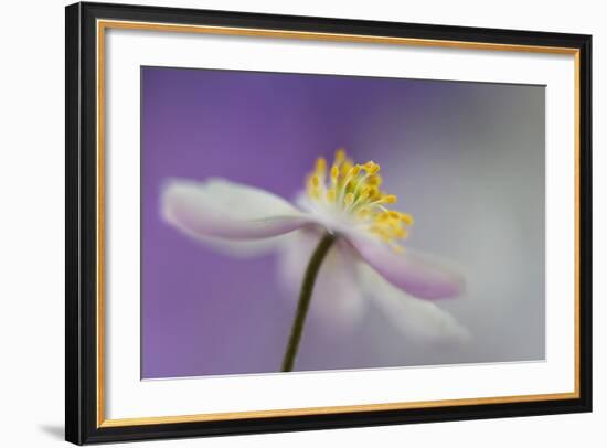 Dreamtime-Heidi Westum-Framed Photographic Print