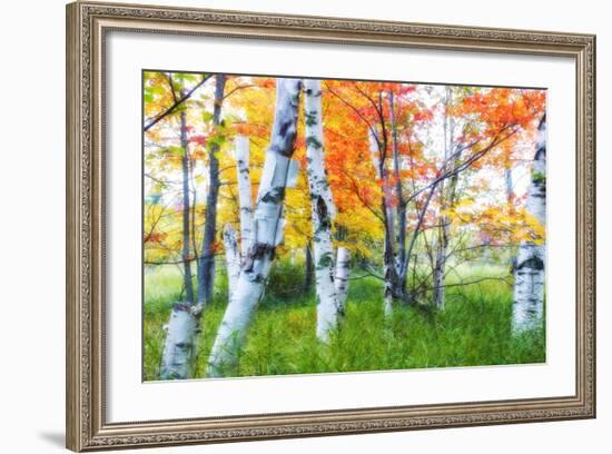 Dreamy Autumn Birches-George Oze-Framed Photographic Print