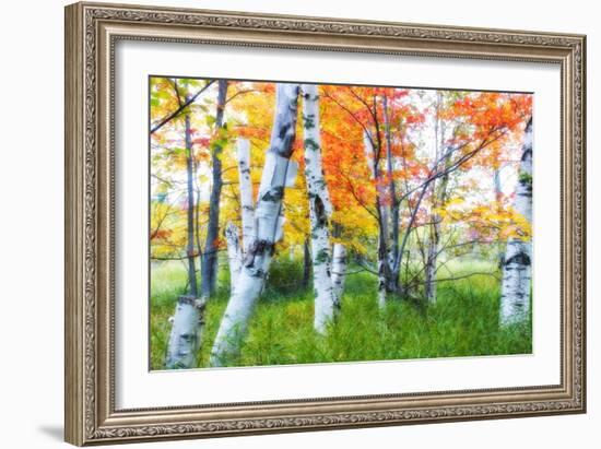 Dreamy Autumn Birches-George Oze-Framed Photographic Print