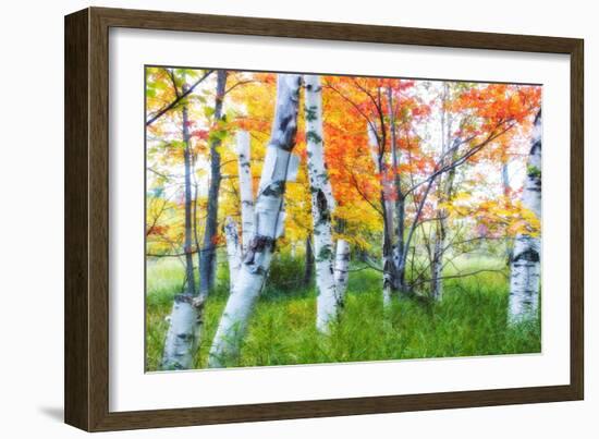 Dreamy Autumn Birches-George Oze-Framed Photographic Print