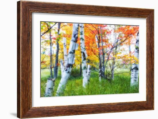 Dreamy Autumn Birches-George Oze-Framed Photographic Print