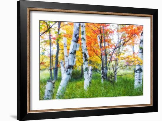 Dreamy Autumn Birches-George Oze-Framed Photographic Print