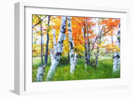 Dreamy Autumn Birches-George Oze-Framed Photographic Print