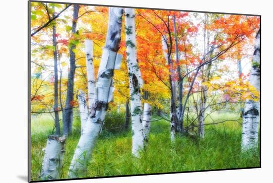 Dreamy Autumn Birches-George Oze-Mounted Photographic Print