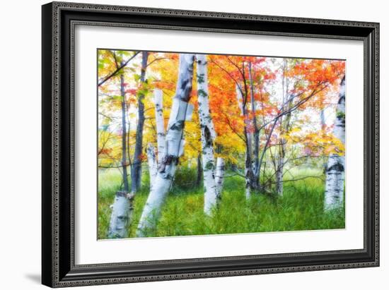 Dreamy Autumn Birches-George Oze-Framed Photographic Print
