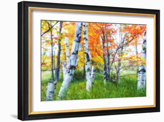 Dreamy Autumn Birches-George Oze-Framed Photographic Print