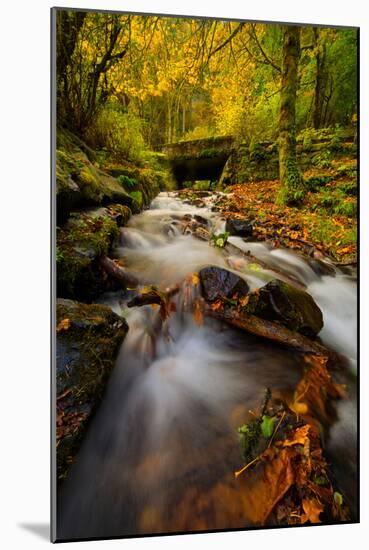 Dreamy Autumn Creek, Columbia River Gorge, Oregon-Vincent James-Mounted Photographic Print