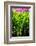 Dreamy Bali - Heliconia-Philippe HUGONNARD-Framed Photographic Print