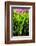 Dreamy Bali - Heliconia-Philippe HUGONNARD-Framed Photographic Print