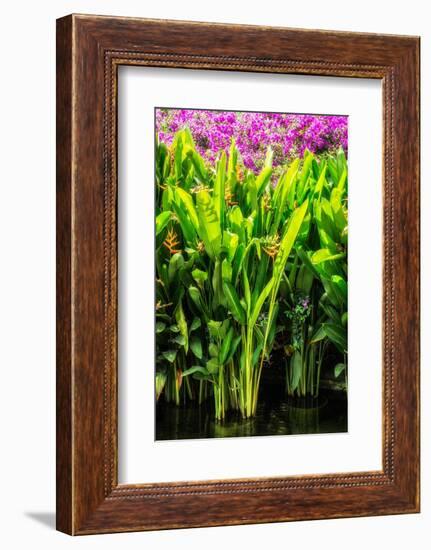 Dreamy Bali - Heliconia-Philippe HUGONNARD-Framed Photographic Print