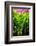 Dreamy Bali - Heliconia-Philippe HUGONNARD-Framed Photographic Print