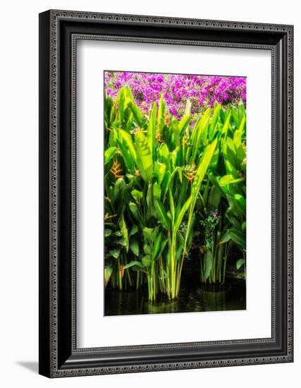 Dreamy Bali - Heliconia-Philippe HUGONNARD-Framed Photographic Print